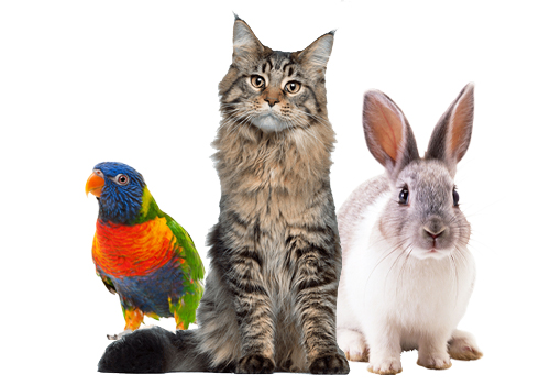 EnteroZOO pro kočky, koťata, králíky, morčata