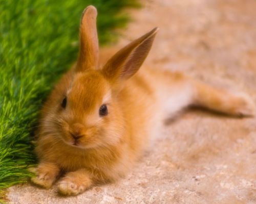 Jak na čištění uší u králíků?