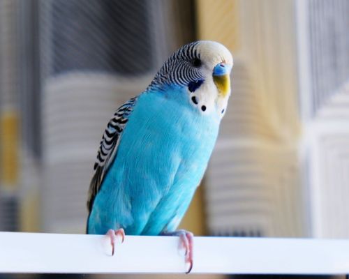 Vlastníte papouška? Pozor na 5 věcí, které mu mohou ohrozit život