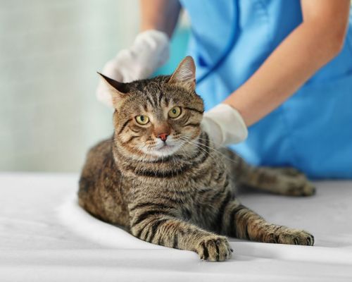 Jak poznat, že má kočka problém s ledvinami?