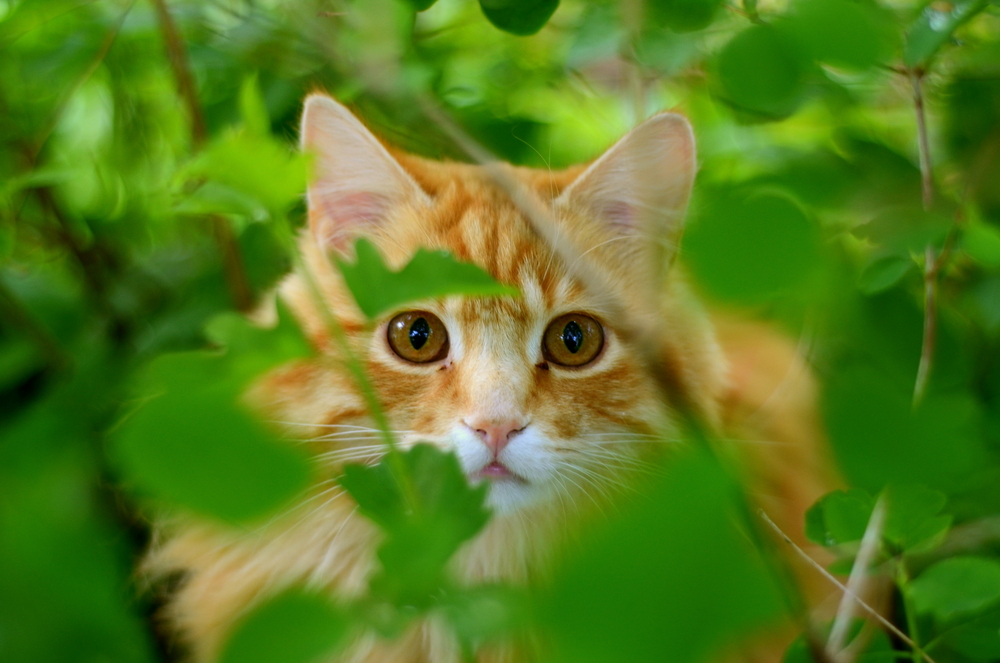 Čerstvá tráva pro kočky: jak to ovlivňuje zdraví vašeho mazlíčka?