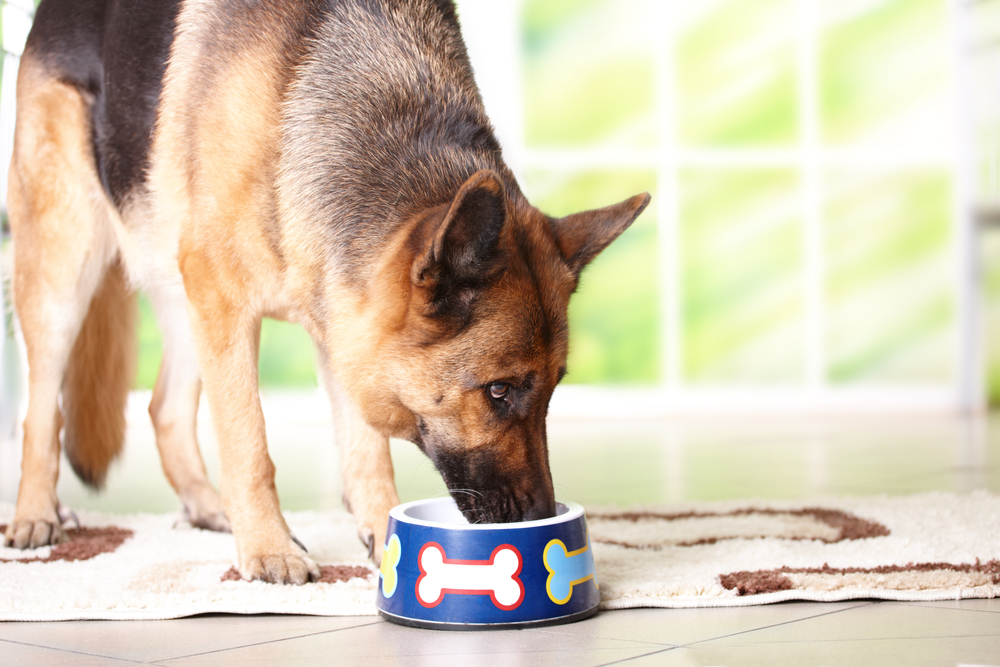 Jak poznat kvalitní psí konzervu?