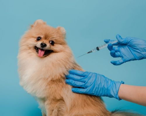 Vakcinace psů: Canine herpes virus