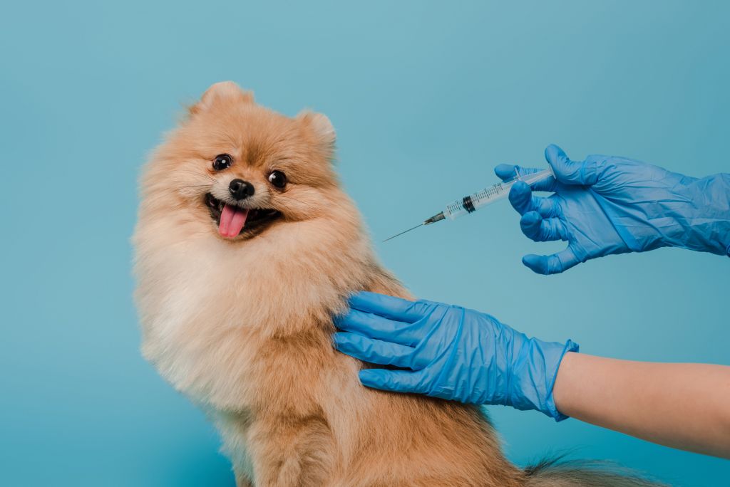 Vakcinace psů: Canine herpes virus