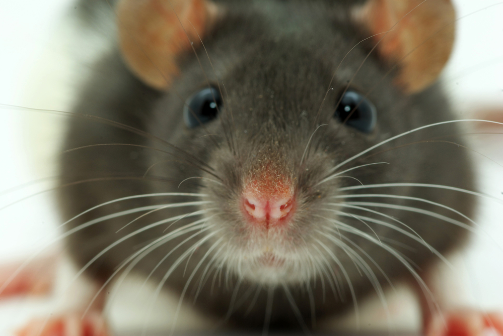 Co byste měli vědět před koupí potkana?
