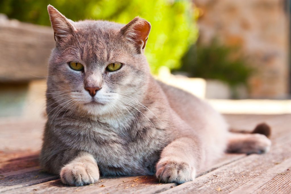 Příznaky stárnutí kočky. Jak se postarat o zvíře ve vyšším věku?