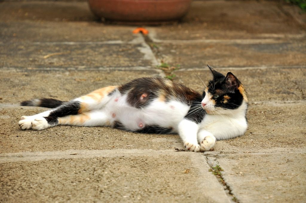 Březost kočky - jak se postarat o nastávající kočičí mámu?