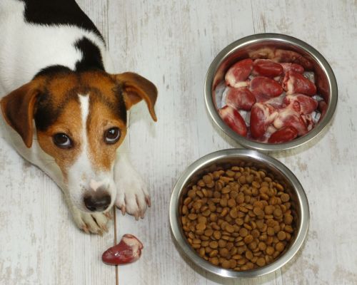 Proč pes odmítá krmivo? Příčiny a řešení