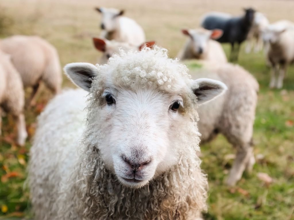 Jak sestavit podzimní stravu pro ovce?