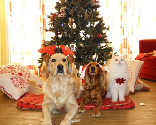 Kočka, pes a nástrahy vánoční tabule