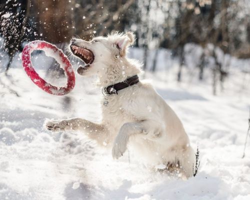 Co dělat při podchlazení psa během zimní procházky?