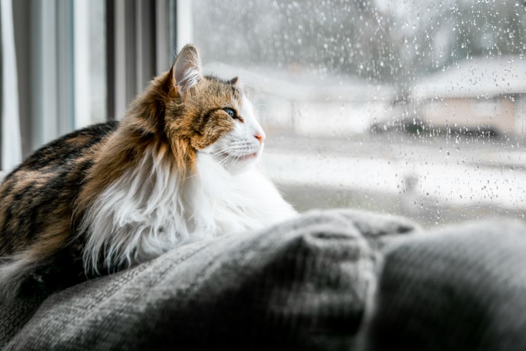 Kočičí kožíšek v zimě: důležitá doporučení