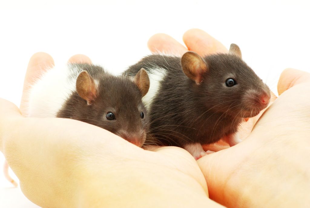 Příčiny a řešení trávicích problémů u potkanů