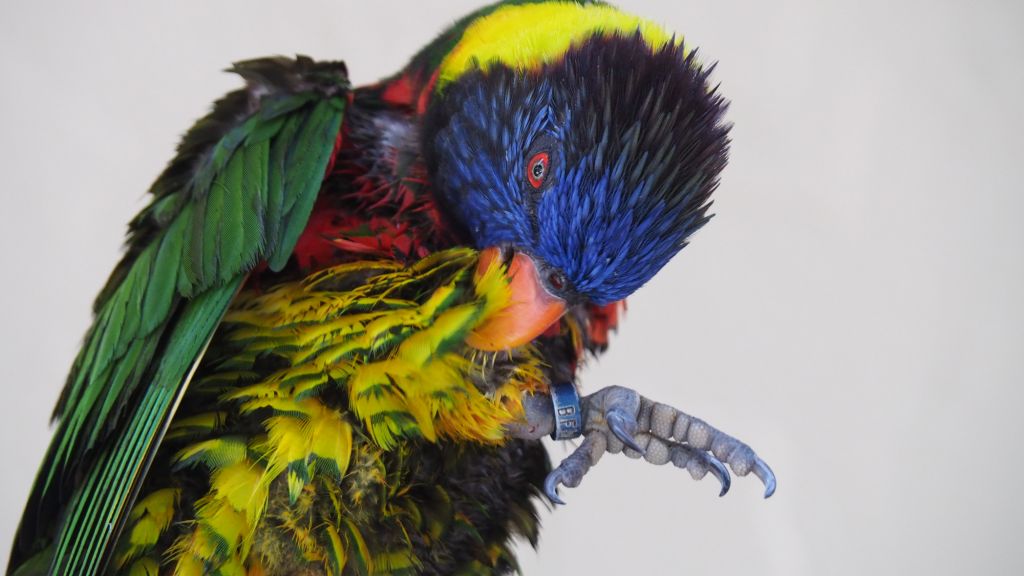 Proč si papoušek škube peří a jak mu pomoci?