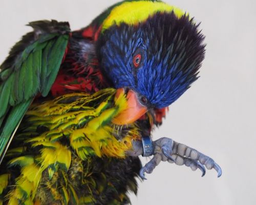 Proč si papoušek škube peří a jak mu pomoci?