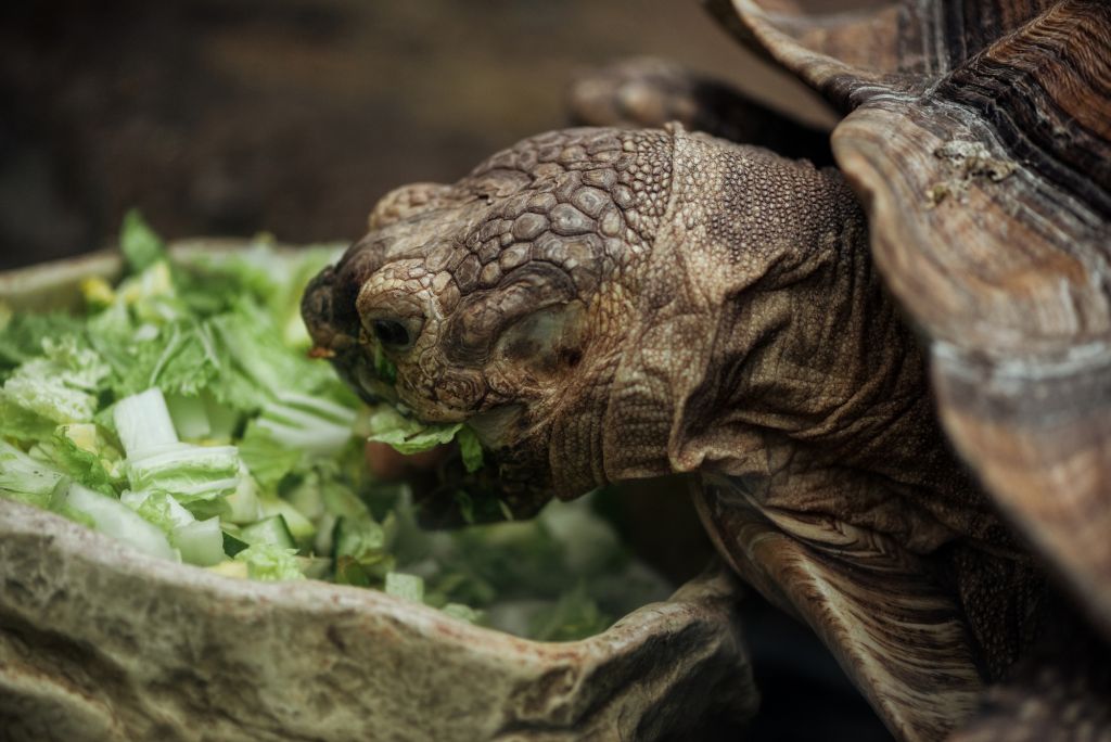 Které druhy želv lze chovat doma a jak se o ně správně starat?