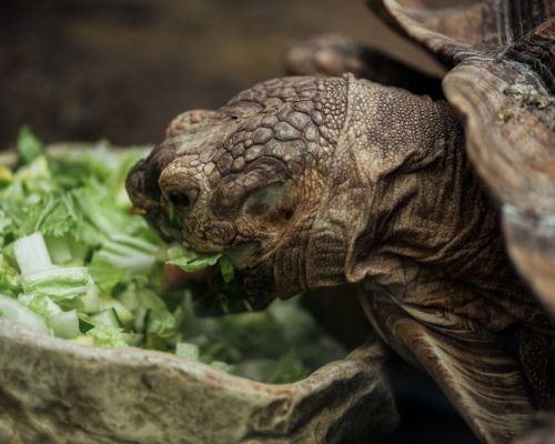Které druhy želv lze chovat doma a jak se o ně správně starat?