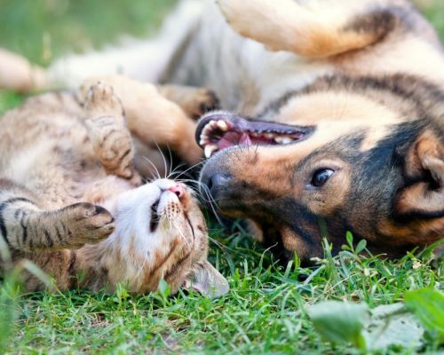 Očkování psů a koček. Základní termíny a pravidla