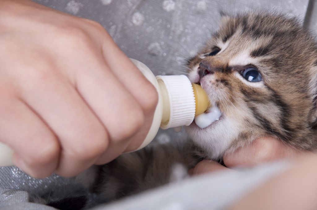 Jak se starat o novorozená koťata?