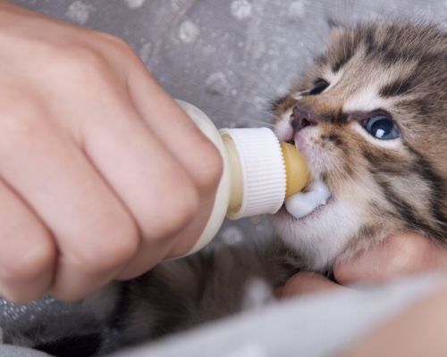 Jak se starat o novorozená koťata?