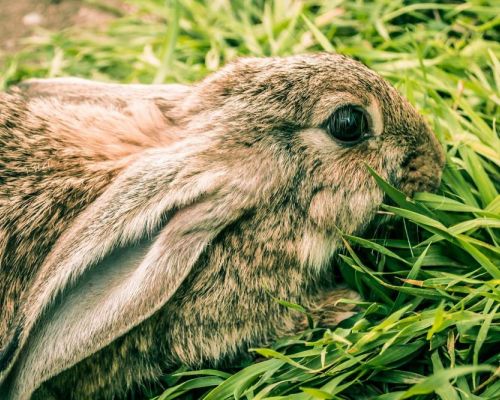 Chováme králíka: 11 chyb, na které dávat pozor