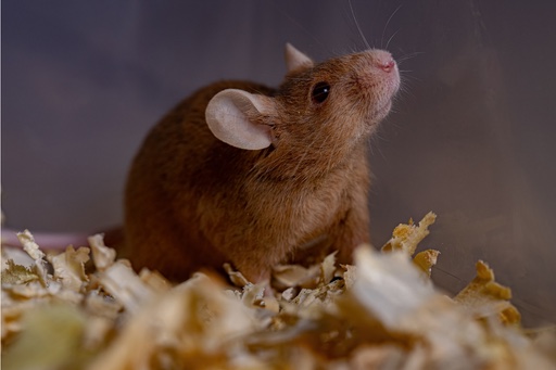 Jaké parazity mají potkani?