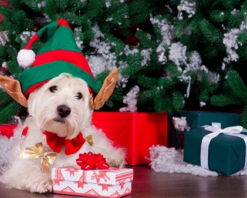 Co dát majiteli domácího mazlíčka k Vánocům?