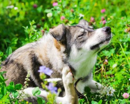 Alergie u psů: příčiny a řešení