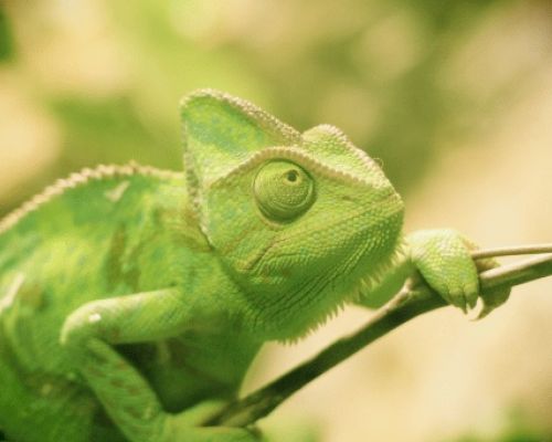 Jaké jsou nejčastější nemoci chameleona?