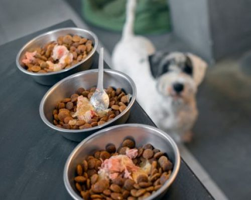 Jak předejít zažívacím potížím při změně stravy vašeho mazlíčka