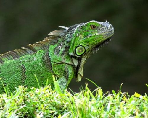 Zelené leguány a nedostatek vápníku: Výživa pro silné kosti a zdravý vývoj