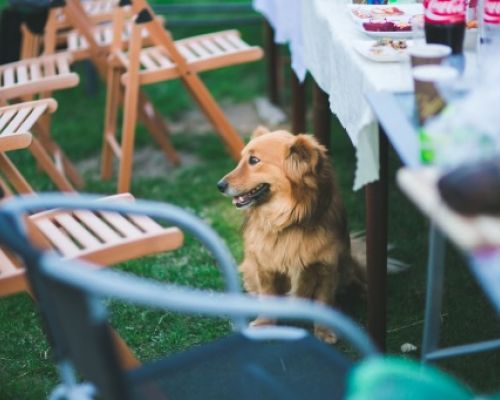 Když váš mazlíček sní něco, co neměl: První pomoc při zažívacích potížích